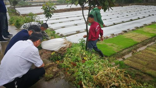 農(nóng)技服務(wù)送上門(mén) 信息技術(shù)守護(hù)糧袋子菜籃子